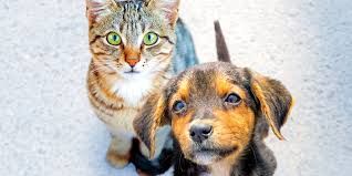 cane e gatto parlamento europeo 686338972_1264356632537976_7066241314421045577_n - copia